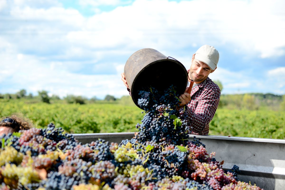 Starting shop a vineyard